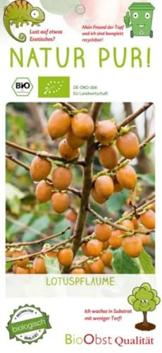 Pianta di Diospyrus Lotus BIO su vaso cm 26 o Albero di Sant' Andrea MODIPITRE