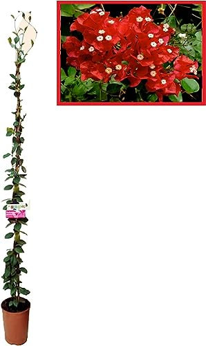 Buganvilla en Tutor Planta Natural - Bougainvillea planta viva - Planta Natural Decorativa trepadora (En tutor Roja)