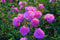 Huifang Fresh 100 Stk Kletterrosen Blumensamen zum Pflanzen lila