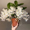 semi di orchidea dendrobium - piante da giardino da seme resistenti perenni fiori da balcone decorazione 180pcs