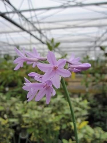 Zimmerknoblauch - Tulbaghia Violacea - Südseeknoblauch - Wilder Knoblauch