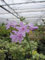 Zimmerknoblauch - Tulbaghia Violacea - Südseeknoblauch - Wilder Knoblauch