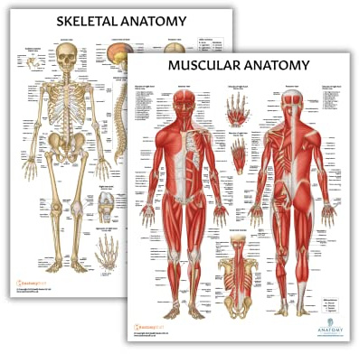 Anatomy Lab 2 Stück Muskel- und Skelett-Anatomie-Poster-Set – laminiert – Hochauflösendes Anatomie-medizinisches Poster, 44,8 x 57,9 cm, perfekt für Ärzte, Turner und Anatomieerziehung
