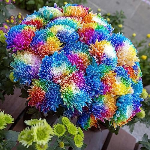 100 Stücke Chrysanthemen Pflanzen Samen Steingartenpflanzen Winterhart (Chrysanthemum) Balkon Blumen, Balkonpflanzen Winterhart Blumen Pflanzen, Bodendecker Samen Winterhart Blumen