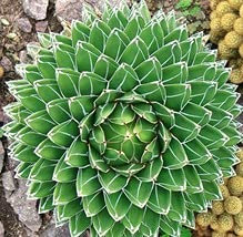 20 Semi di Agave Succulenta