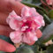 semi di ciclamino da esterno - ciclamino - fiori selvatici da balcone piante in vaso resistenti all'esterno piante rare, decorazione del soggiorno fiori ornamentali decorazione 125pcs