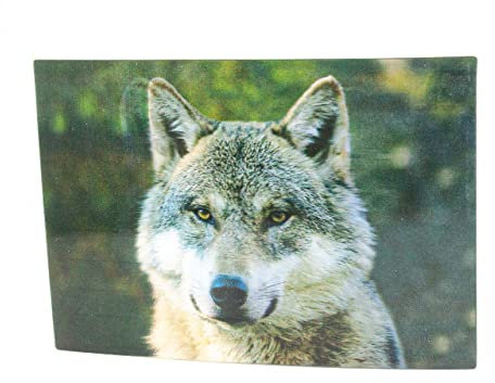 3 D Ansichtskarte Wolfskopf, Postkarte Wackelkarte Hologrammkarte Tier Wolf