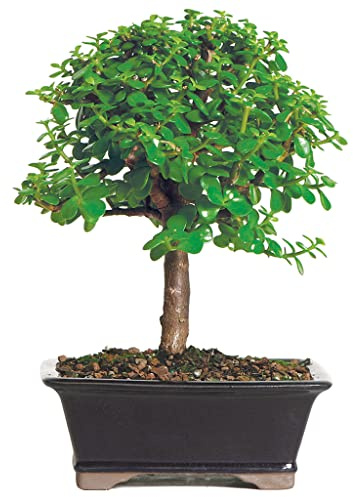 Brussel's Jade Bonsai