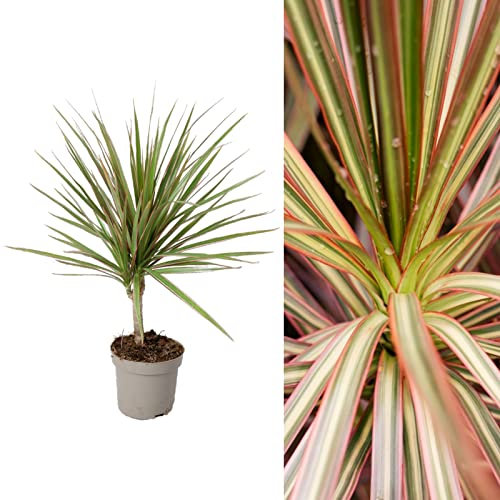 Dracaena marginata 'Bicolour' in 11cm Pot - Indoor Plant - Easy to Maintain - Dragon Tree (1 Plant)