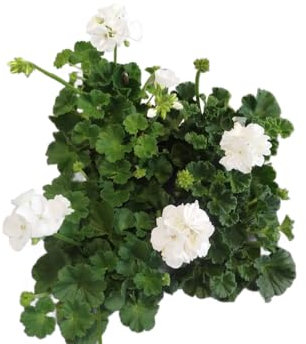 Geranio Blanco |Pack 4 Unidades |DECOALIVE | Geranios con Flores Blancas