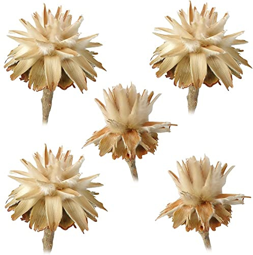 matches21 Flaumfedern Filigranfarne Plumosum 1 Kopf Trockenblumen Naturdeko getrocknet Blumen Herbst hell Natur 5er Set