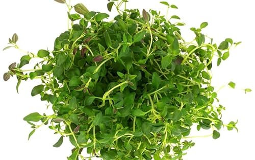 Orégano Natural Planta Típica en la Cocina Mediterránea