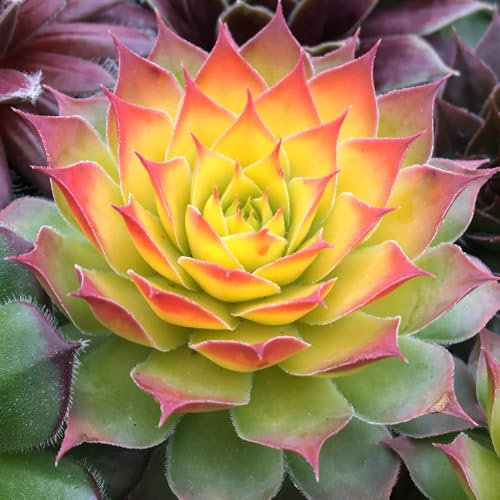 YouGarden Sempervivum 'Gold Nugget', Set of Six Plug Plants, Chick Charms, Ready to Plant Succulent