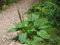AGROBITS Latifoglie ain - fa - 100 + - Heirloom!