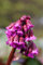 Bergenia cordifolia 'Admiral' ca. 11x11 cm Topf - Riesensteinbrech, rosa Blüten, Blütezeit April-Mai, ideal für schattige Beete, winterhart, pflegeleicht
