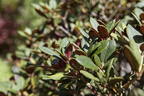 Rhododendron neriiflorum 'Burletta' 90-100 cm - Rhododendron, rote Blüten, Blütezeit April-Mai, ideal für Halbschatten, immergrün, winterhart