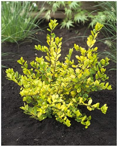 Stauden Gänge 5 x Ilex crenata 'Golden Gem' Gelber Berg Ilex winterhart | Immergrüner Buchsbaum-Ersatz für Sonne bis Schatten, mehrjährig, schnittverträglich, 9x9 cm Topf