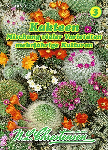 Kakteen, Mischung vieler Varietäten mehrjährige Kulturen
