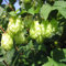 2 x Hopfen - 2-er set Humulus lupulus (Weiblich - Wilder Hopfen - Bierhopfen) - Stark wachsende, Mehrjährige Kletterpflanze und Winterhart | 2 x 1.5-Liter Topf
