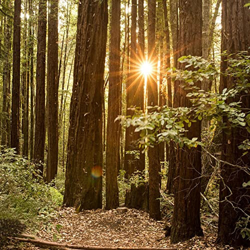 Mammutbaum Pflanze Samen Baum ImmergrüNe Pflanzen Winterhart Baumsamen Aufrechter Wuchs Winterharte KüBelpflanzen Exotische Samen Garten Geschenk Bonsaibaum Pflanzensamen 200 Mammutbaum Saatgut