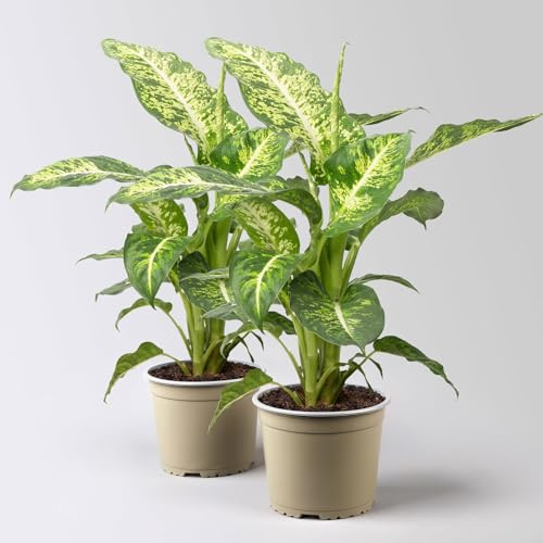 Dieffenbachie 'Mars', Topf-Ø 17cm, Höhe ca. 50-60 cm, 2 Pflanzen