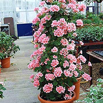 Seltene Geranie, Klettergeranie, Sammlung, Pelargonie, mehrjährige Blumentopfpflanze, 100 Stück: 4