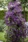 Clematis viticella 'Polish Spirit' 60–100 cm – Winterhart, Mehrjährig, Pflegeleicht – Waldrebe – Kletterpflanze für Pergola & Rankhilfe