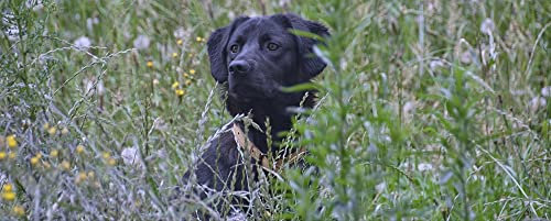 HANSEPUZZLE 34675 - Labrador Panorama-Puzzle 2000 Teile | Tierwelt Puzzle mit hochwertiger Puzzle Aufbewahrung: Kartonbox und Wieder verschließbarem Beutel | Puzzle-Maße: 116,6 x 46,7 cm