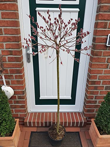 Pflanzen Böring Rosa Riesen-Salweide, Höhe: 170-180 cm, Salix gracilistyla 'Mount Aso' + Dünger