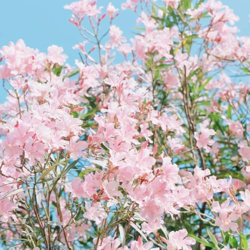 semi di oleandro resistente semi di alberi da giardino fiori oleandro giardino interno piante da balcone fiori piante bonsai estivi d'appartamento alberi - rare - esotiche resistenti 35pcs