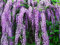 2 PiantE di Glicine Wisteria rampicante Viola Glicine h80/100 cm in Vaso 16/18 CM AMDGarden