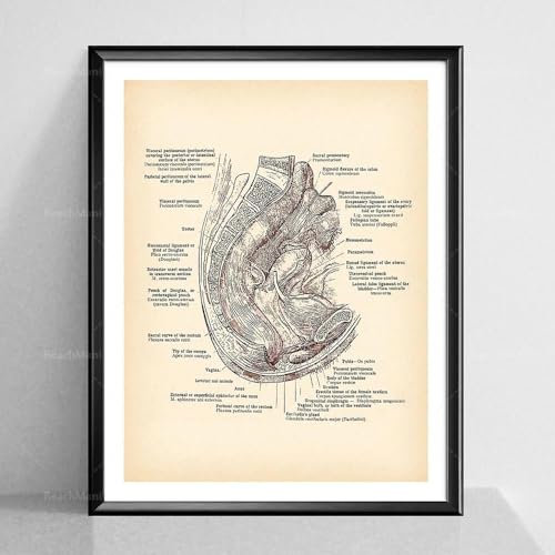 Vintage Vagina Druck Weibliche Geschlechtsorgane Vintage Anatomie Poster Fortpflanzungssystem Harnsystem Druck Gynäkologie Kunst Gynäkologe A2 21X30Cm Kein Rahmen