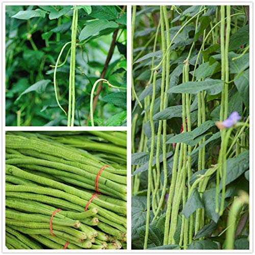 Semi di fagiolo lungo 30g Serpente/Fagiolo di asparagi lungo iarda Fagiolo rosso di tagliatella Fagiolo da giardino Verdura biologica Verde Semi cin