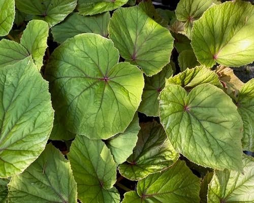 70pcs of Begonia maculata Plant Seeds,Green