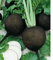 Graines rond noir espagnol Radis Heirloom Crisp épicée Facile Cultivez non-OGM