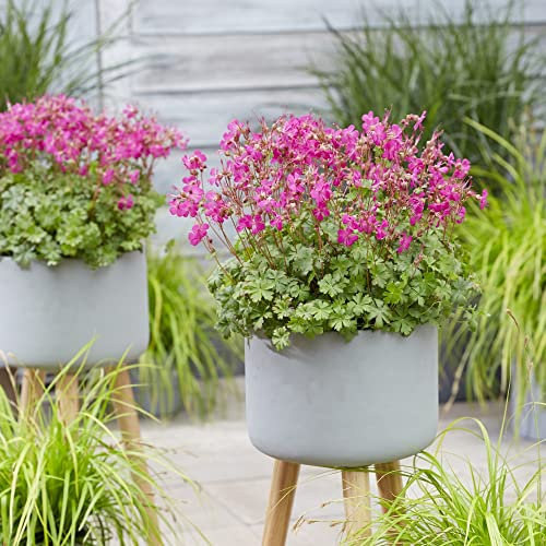 Hardy Geranium Plants 'Intense' cantabrigiense Hardy Perennial Pink Blooms Easy to Grow Your Own Garden Flowers Ideal As Groundcover 3X 9cm Potted Plants by Thompson and Morgan (3)