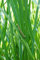 Acorus calamus ca. 9x9 cm Topf, Kalmus, grüne Blätter, ideal für Teichränder, duftend, pflegeleicht, winterhart