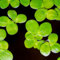100 pcs Wasserlinsen Bio Samen - kräutersamen gartenarbeit gartenpflanzen Schwimmpflanzen Teich, heilkräuter winterharte pflanzen für garten wasserpflanzen teich, teichpflanzen winterhart