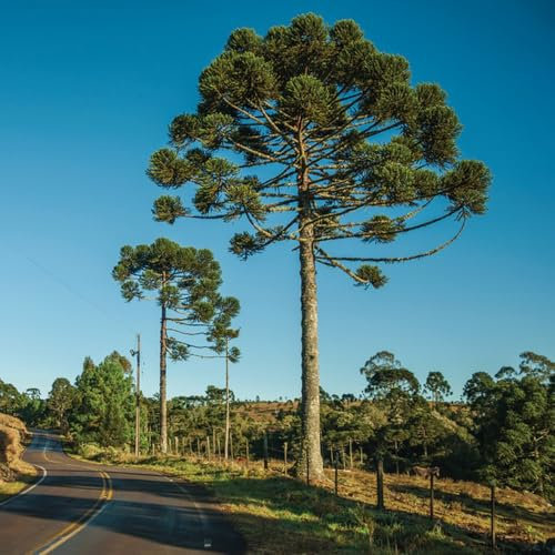 Semillas de Araucaria, Semillas de Árboles de Araucaria, plantas de interior exóticas Semillas de Araucaria Araucana - Las plantas de balcón son plantas perennes resistentes. árbol 50pcs