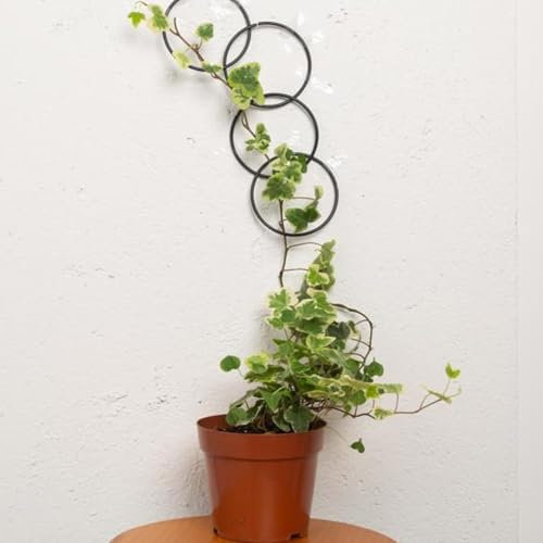 BOOXMIMI Indoor/Outdoor Metal Trellis for Climbing Plants - Ivy Plant Trellis, Wall Stand, Vine Plant Support, Home Decor Accessories, Climbing Plant Garden Grid - Small Round Indoor Hanging Trellis