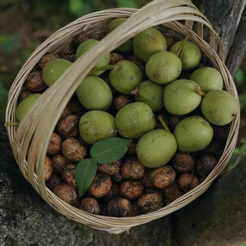 2 Pc Semillas Resistentes De Nogal, Nueces, Nueces Orgánicas Plantas De Otoño Resistentes, Árboles Bonzai Nogal - Juglans Regia - Plantas En Macetas Resistentes, Plantas Verdes, Plantas