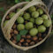 2 Pc Semillas Resistentes De Nogal, Nueces, Nueces Orgánicas Plantas De Otoño Resistentes, Árboles Bonzai Nogal - Juglans Regia - Plantas En Macetas Resistentes, Plantas Verdes, Plantas