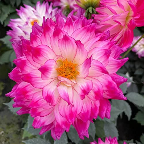 Dahlien Knollen Winterhart Dahlia Dahlie Zimmerpflanze Pflanzen Garten Winterlinge Zwiebeln Blumenzwiebeln MehrjäHrig FrüHblüHer Blumen Deko Bienenwiese Flower Blumenzwiebel 2Stück