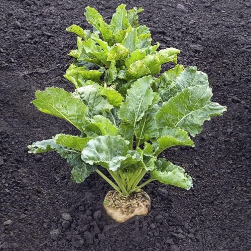 400 Pcs Zuckerrüben Samen, Rhabarber Pflanzen Samen, Geschenke Für Gartenfreunde Rote Beete Samen - Beta Vulgaris - Garten Geschenke, Gartenpflanzen Winterhart Mehrjährig Wintergemüse