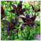 Plantas perennes, Bulbos Lilium,Flores cortadas, Bulbos de lirio, Decoración de balcones-6 Bulbos-G
