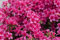 Rhododendron obtusum 'Michiko' 20-25 cm - Azalee, rosa Blüten, Blütezeit April-Mai, ideal für Kübel und Rabatten, winterhart, pflegeleicht