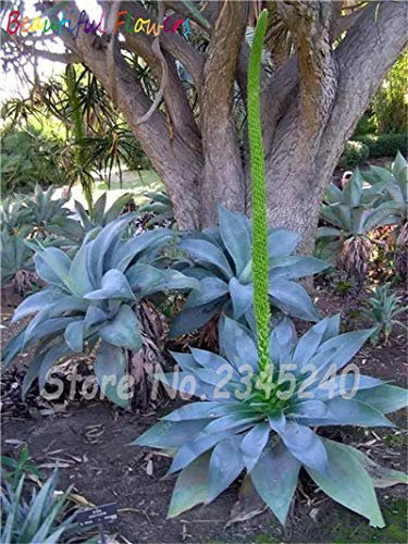 Bloom Green Co. 100 Stück/Sacchetto Semi di Aloe Kaktus Agave, Piante succulente Seltene Bonsai Semi Agave-Americana Vaso Agave Piante per Il Giardino Domestico: 19