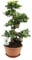 Ficus microcarpa Ginseng - 60-70cm - Ø27cm - Zimmerpflanze - Immergrün