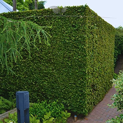 Gardline - Weißbuche 100-125 cm IM TOPF. 3-200 Hainbuchen. Heckenpflanze Carpinus betulus - 51 St. (ca. 11,5 Meter)