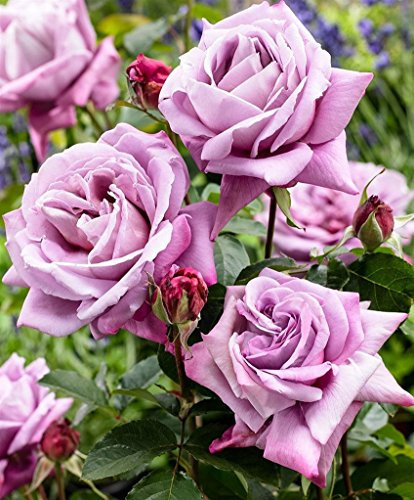 Pianta da esterno roseto ROSA LILLA PLANTARETTE 'REGINA D'AUSTRIA'